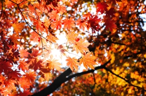 69807907 Autumn leaves